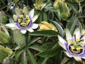 Appartements Studio Climatise avec Terrasse et Parking au Centre du Lavandou - FR-1-251-202 : photos des chambres