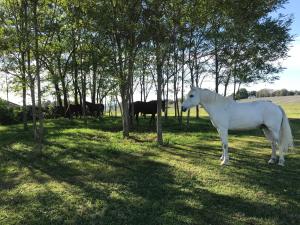 Maisons de vacances Gite ferme equestre avec piscine : photos des chambres