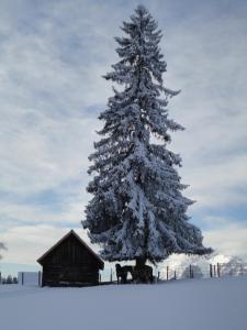 Ferienhaus Bichlhütte