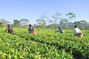 Nahorjan Tea Homestay