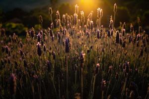 Chales Canto da Natureza