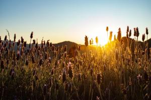 Chales Canto da Natureza