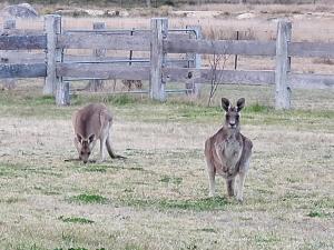 Spencer Lane Cottage & Granny Flat