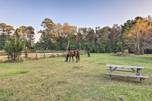 Havelock Country Cabin on Working Horse Farm!