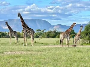 Vilagama Game Lodge