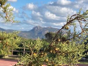 BeFree Apartments Viddalba img7