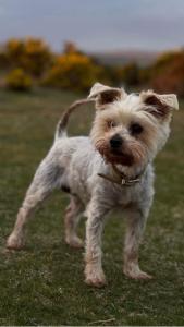 Brentor Self-catering