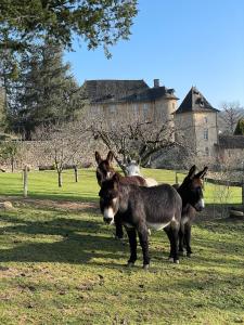 Villas Castle in the beautiful French countryside with all modern comfort : photos des chambres