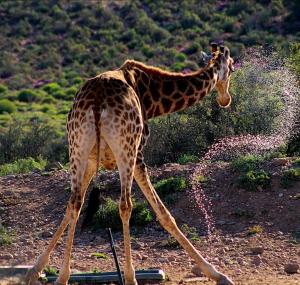 Klein Karoo Game Lodge
