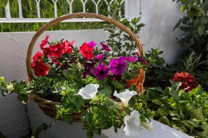 Apartments Blažević