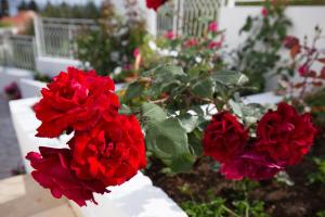 Apartments Blažević