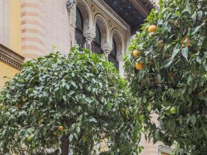 Placentines Cathedral dreams Oasis en Santa Cruz