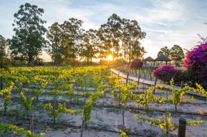 Carmelo Resort & Spa