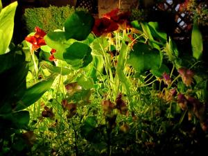 room "butterfly" in a neoclassical house