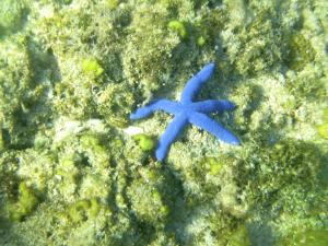 Blue Seastar Cottages