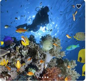 Appartment - Porto Sharm El Sheikh - Chalet 61205 B