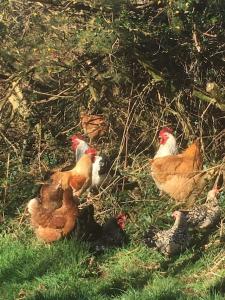 Secret Woodland Hideaway for two