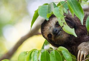 Gatun Lake Lodge Hotel