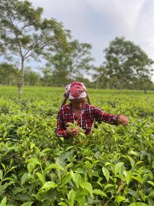 Nahorjan Tea Homestay