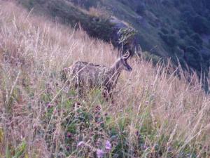 Charmant chalet de montagne avec terrasse et vue imprenable - FR-1-589-72