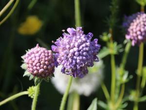 Gîte chaleureux à Provenchères-sur-Fave, nature et confort - FR-1-589-224