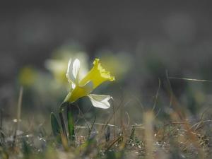 Maison lumineuse avec sauna, terrasse sud, proche Gérardmer, animaux acceptés - FR-1-589-369