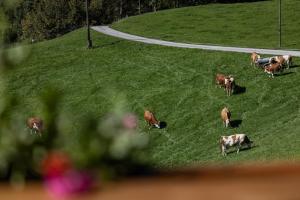 Bergbauernhof Schoberlehen