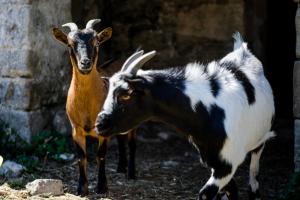 Maisons d'hotes Ferme du Loucel : photos des chambres