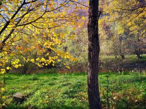 Căsuțe Zăvoi Bulz