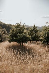 Campings Domaine St-Amand : photos des chambres