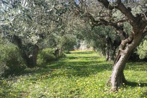 Maisons de vacances Charmant logement provencal avec piscine a deux pas du village medieval : photos des chambres