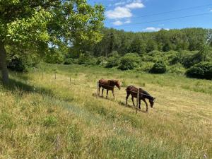 Maisons de vacances Gite Saint-Lubin-en-Vergonnois, 3 pieces, 5 personnes - FR-1-491-315 : photos des chambres