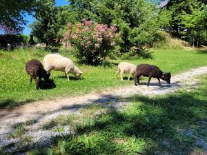 Chalets Stacaravan 4 of 6 persoons - Camping Le Soustran : photos des chambres