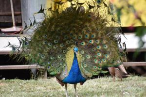 Gold Coast Tree Houses