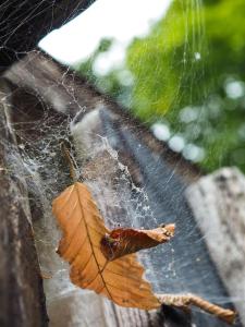 Chalets Priveparadijs,Houtvuur,Ongerepte natuur, Ardennen. : photos des chambres