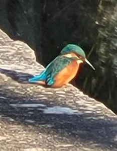 Bimble Lodge - Langport