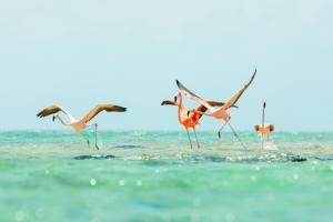 Ambergris Cay, TKCA 1ZZ, Turks and Caicos Islands.