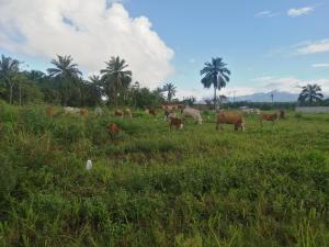 Casa début Surf Place