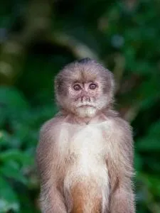 Anaconda Lodge Ecuador - Loreto