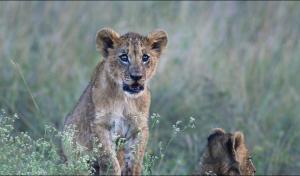Ololo Safari Lodge & Farm
