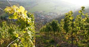 Hotell Weingut Hees - Landgasthof Zum Jäger aus Kurpfalz Auen Saksamaa