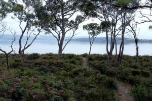 Periwinkle at Great Bay