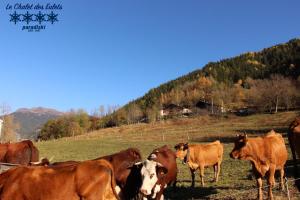 Appartements Le Chalet des Eulets : photos des chambres