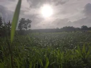 Kamanabillu Homestay, For jog falls travellers - Sirsi