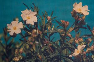 Affittacamere S'Alzola img61