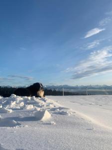 Agroturystyka Pod Gronikami