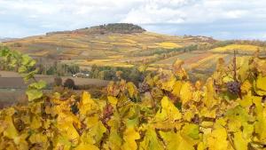 Sejours chez l'habitant ENTRE VIGNES ET CAMPAGNE : photos des chambres