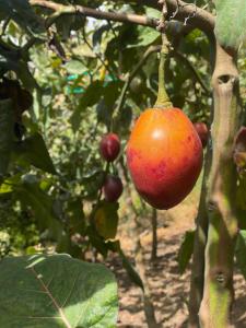Hospedaje Pondoa - Baños de Agua