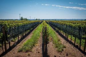 Cabañas Entre Hileras