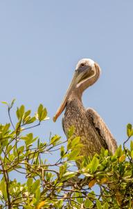 3rd Floor Hostel House of the Macaws, No AC, only cash,sharing rooms